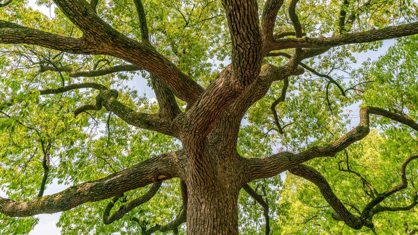 Sous un grand arbre.